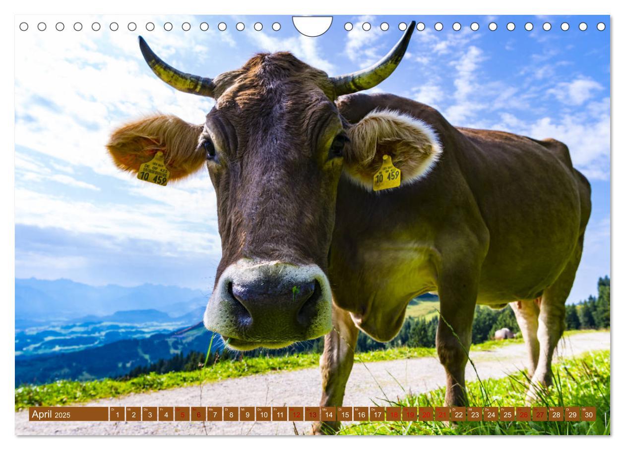 Bild: 9783435347865 | Allgäuer Schönheiten Allgäu - Land der Kühe (Wandkalender 2025 DIN...