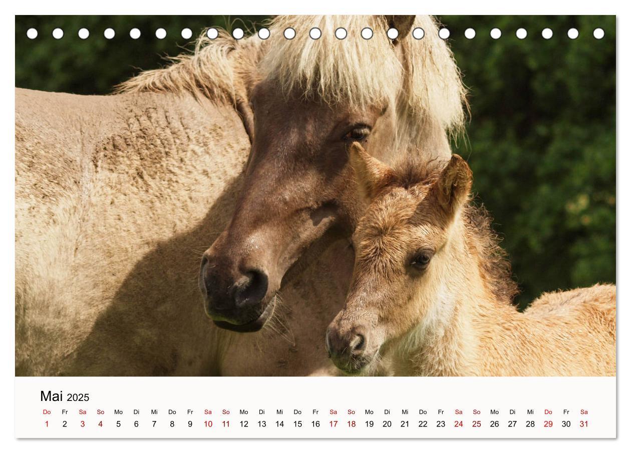 Bild: 9783435394975 | Isländer - icelandic horses (Tischkalender 2025 DIN A5 quer),...