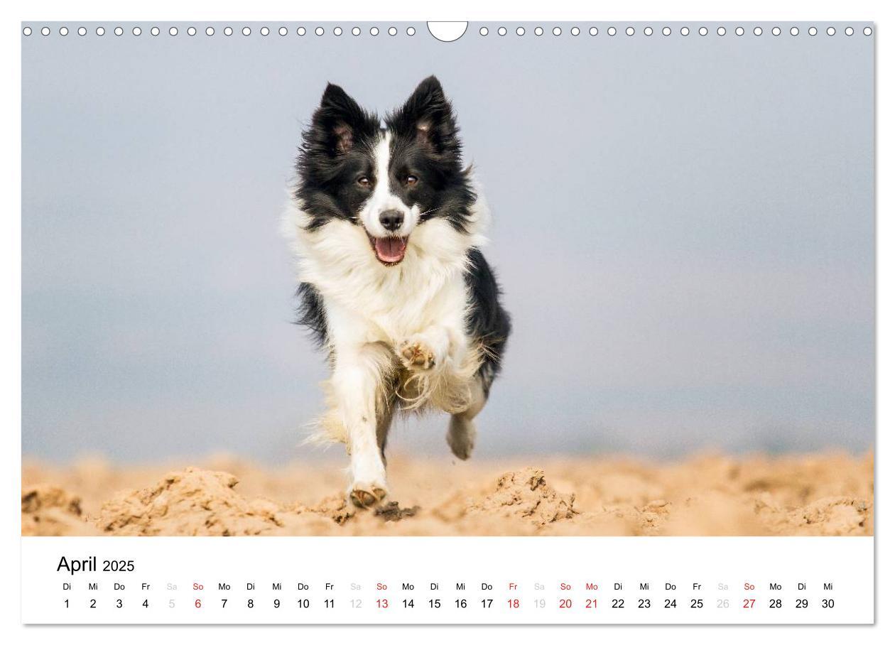 Bild: 9783435577750 | Border Collies 2025 (Wandkalender 2025 DIN A3 quer), CALVENDO...