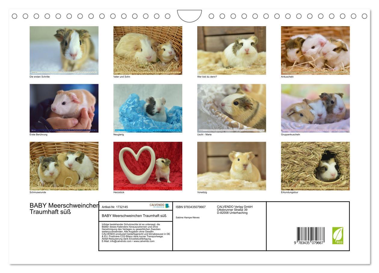 Bild: 9783435079667 | BABY Meerschweinchen Traumhaft süß (Wandkalender 2025 DIN A4 quer),...