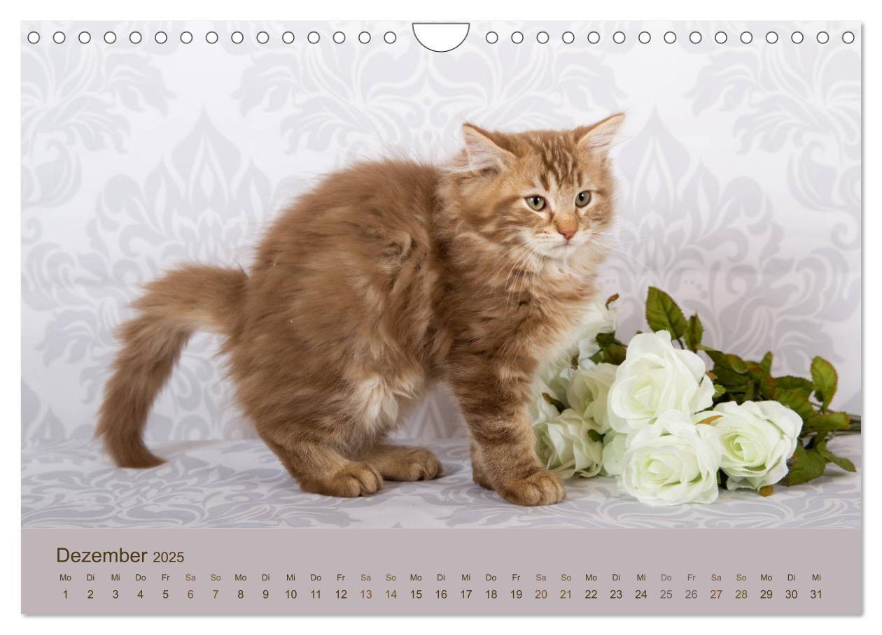 Bild: 9783435341627 | Flauschige Ragdoll Kitten (Wandkalender 2025 DIN A4 quer), CALVENDO...