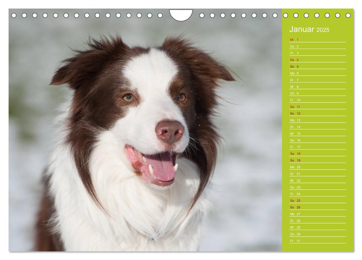 Bild: 9783435442522 | Border Collies - nicht nur schwarzweiß (Wandkalender 2025 DIN A4...