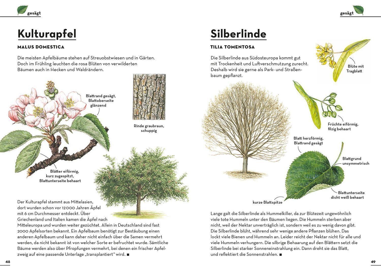 Bild: 9783440173862 | Einfach Bäume | Holger Haag | Taschenbuch | Deutsch | 2022 | Kosmos