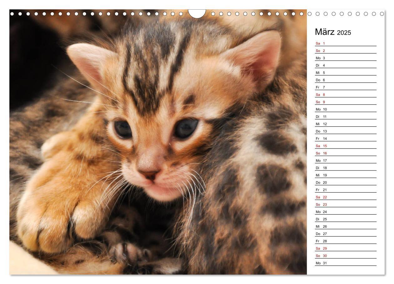 Bild: 9783435399772 | Bengal Kätzchen - Der Geburtstagskalender (Wandkalender 2025 DIN A3...