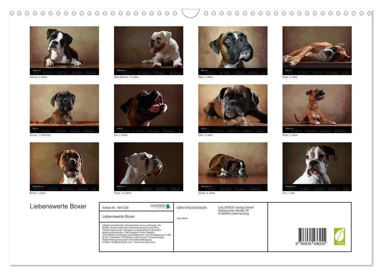 Bild: 9783435436255 | Liebenswerte Boxer (Wandkalender 2025 DIN A3 quer), CALVENDO...