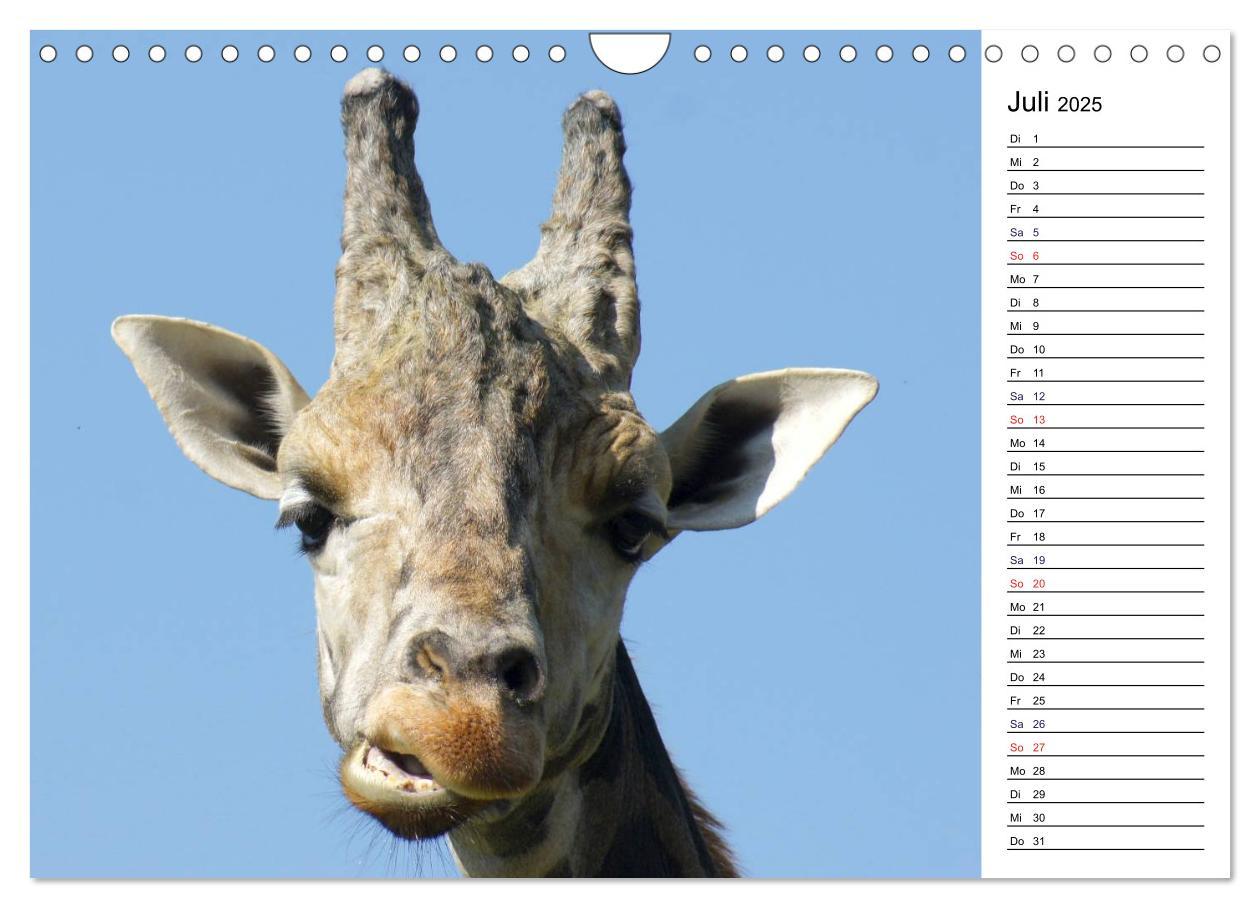 Bild: 9783435816941 | Faszinierende Tierportraits (Wandkalender 2025 DIN A4 quer),...