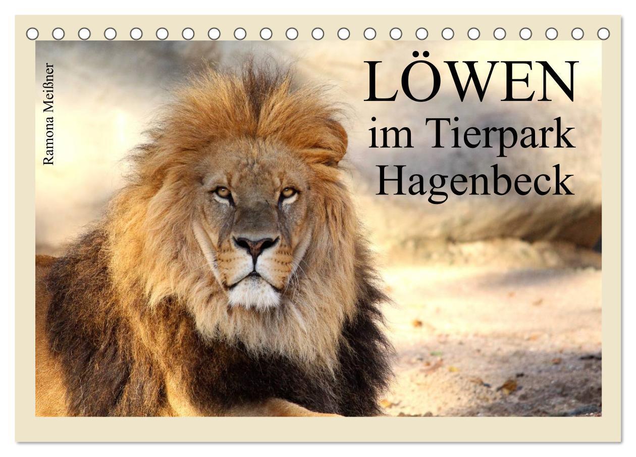 Cover: 9783383545450 | Löwen im Tierpark Hagenbeck (Tischkalender 2024 DIN A5 quer),...
