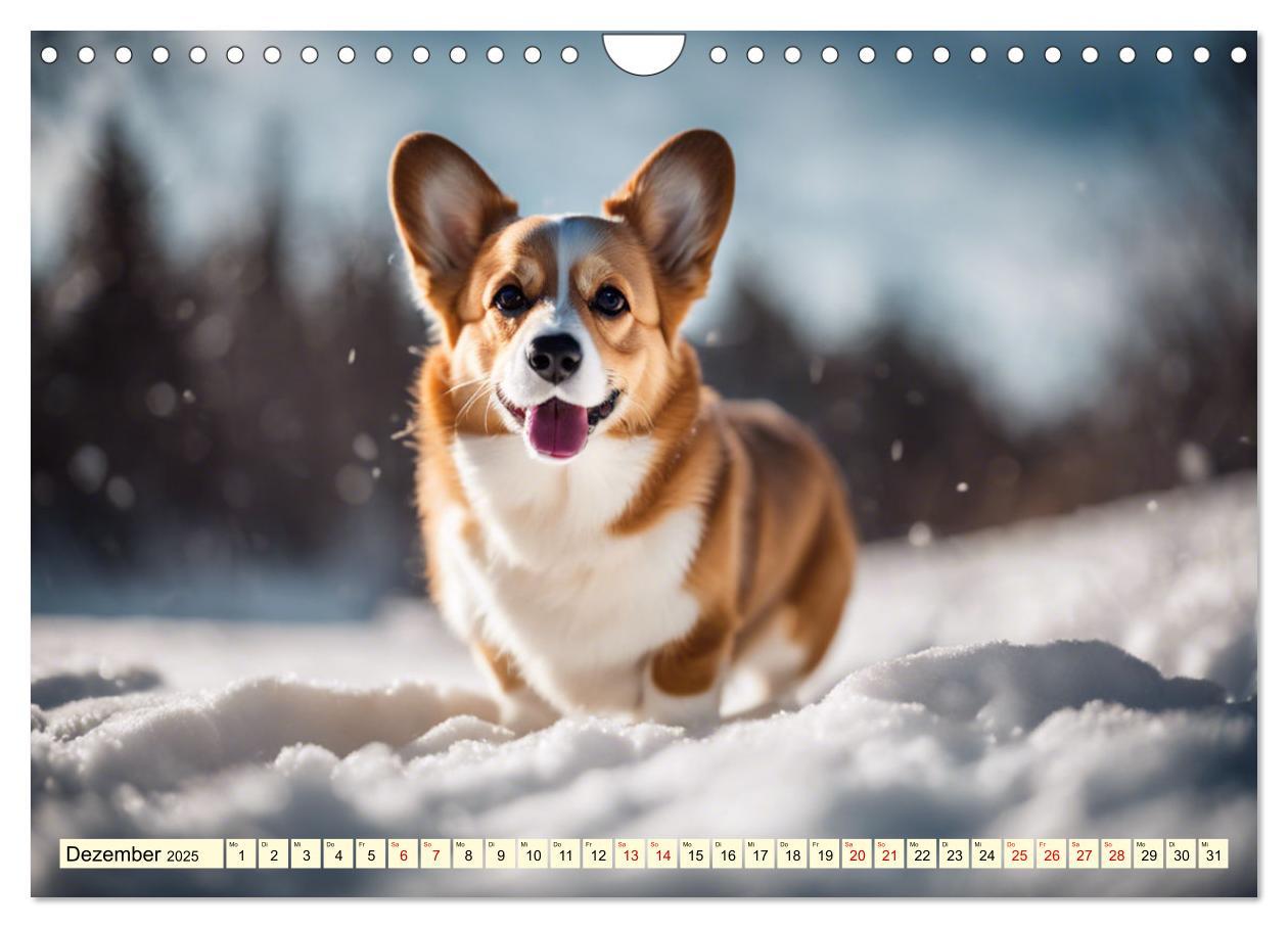 Bild: 9783435241026 | Welsh Corgi Pembroke (Wandkalender 2025 DIN A4 quer), CALVENDO...