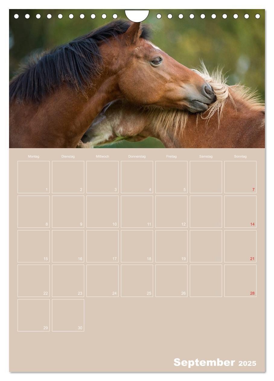 Bild: 9783457065020 | Pferde / Planer (Wandkalender 2025 DIN A4 hoch), CALVENDO...