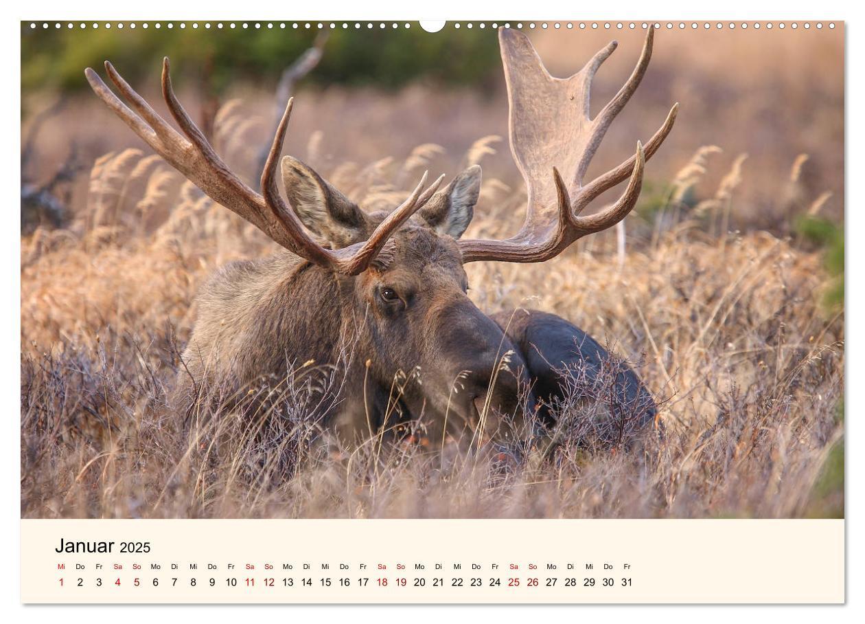 Bild: 9783435128129 | Der Elch - König des Nordens (hochwertiger Premium Wandkalender...