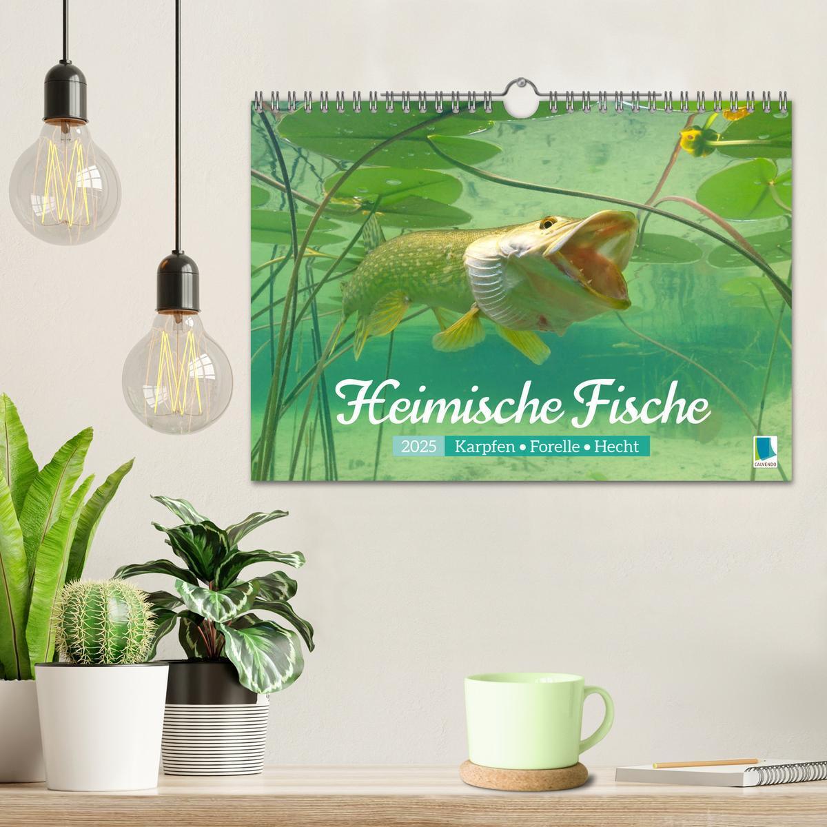 Bild: 9783457180532 | Heimische Fische: Karpfen, Forelle, Hecht (Wandkalender 2025 DIN A4...