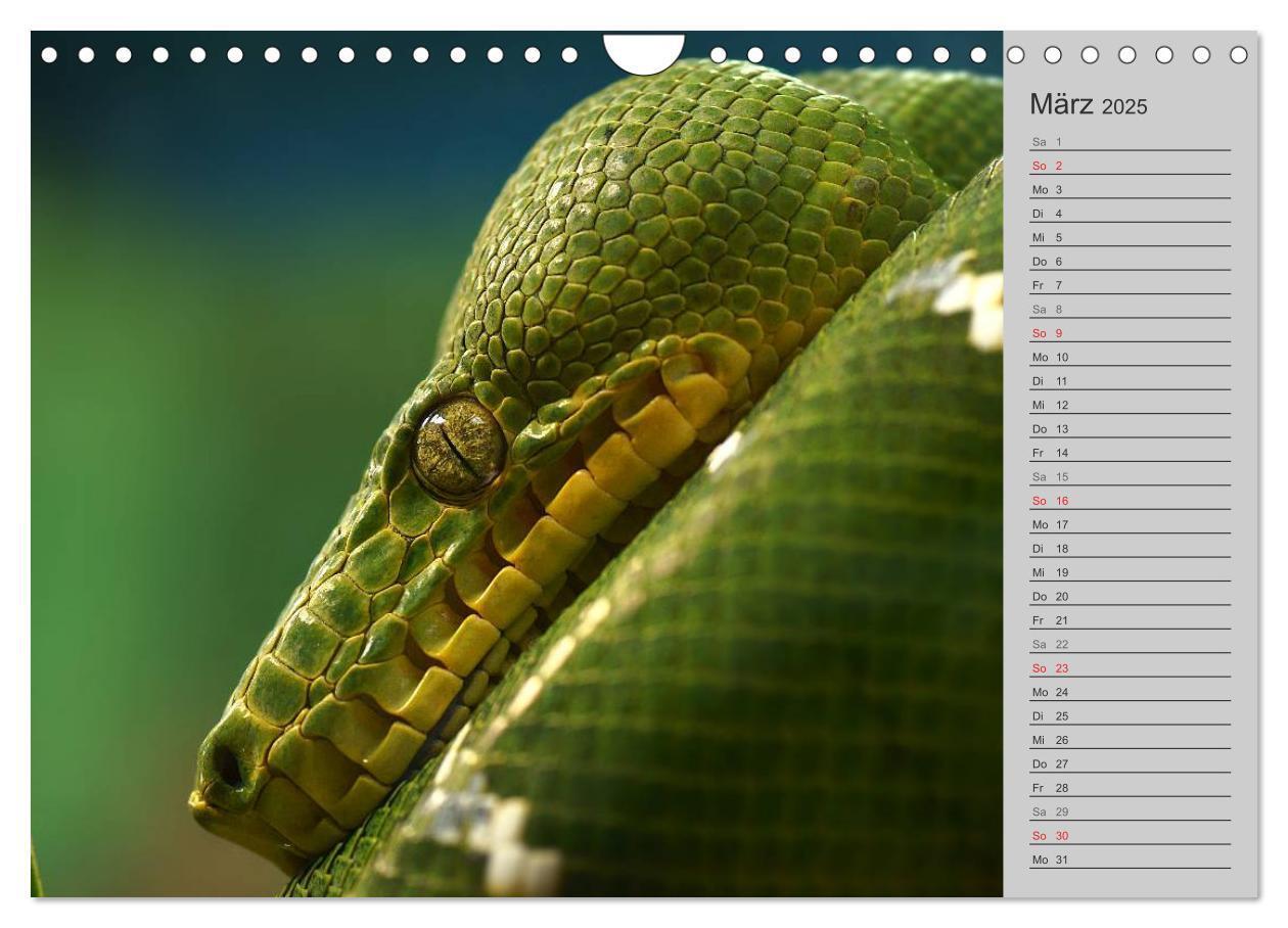 Bild: 9783435578764 | Schlangen und Co. - Faszination pur (Wandkalender 2025 DIN A4...