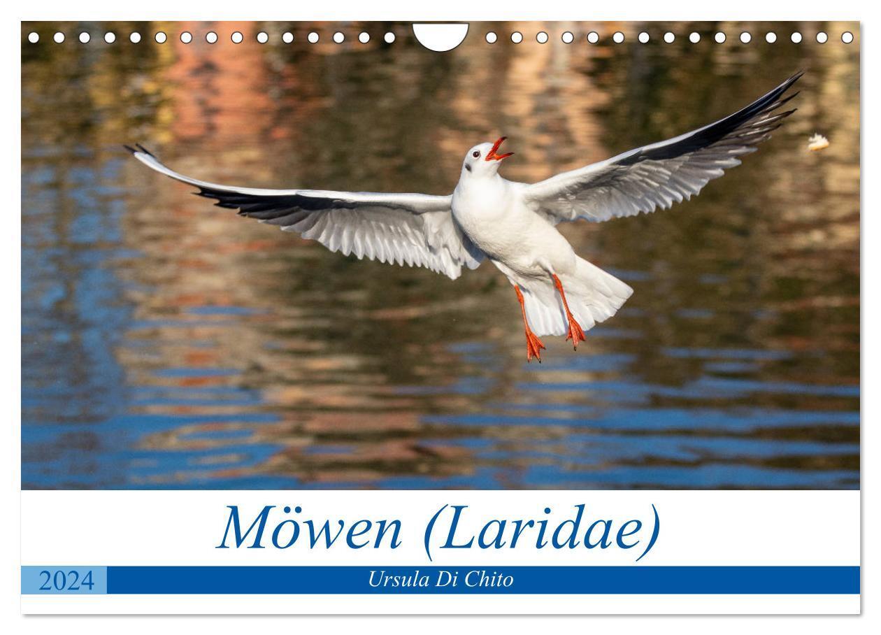 Cover: 9783675532816 | Möwen (Laridae) (Wandkalender 2024 DIN A4 quer), CALVENDO...