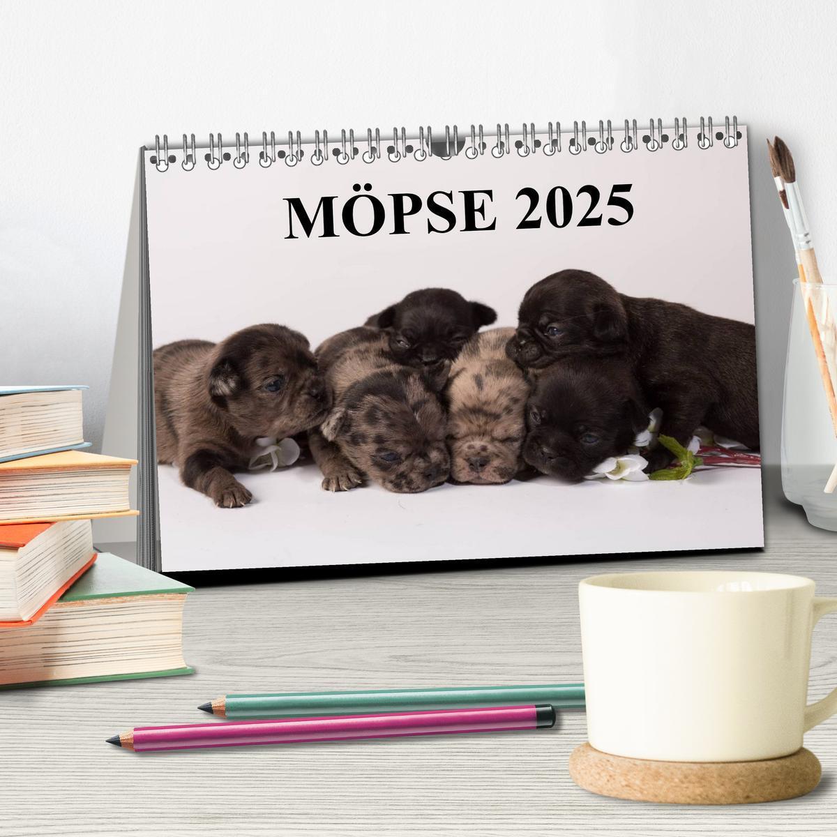 Bild: 9783435702619 | Möpse 2025 (Tischkalender 2025 DIN A5 quer), CALVENDO Monatskalender