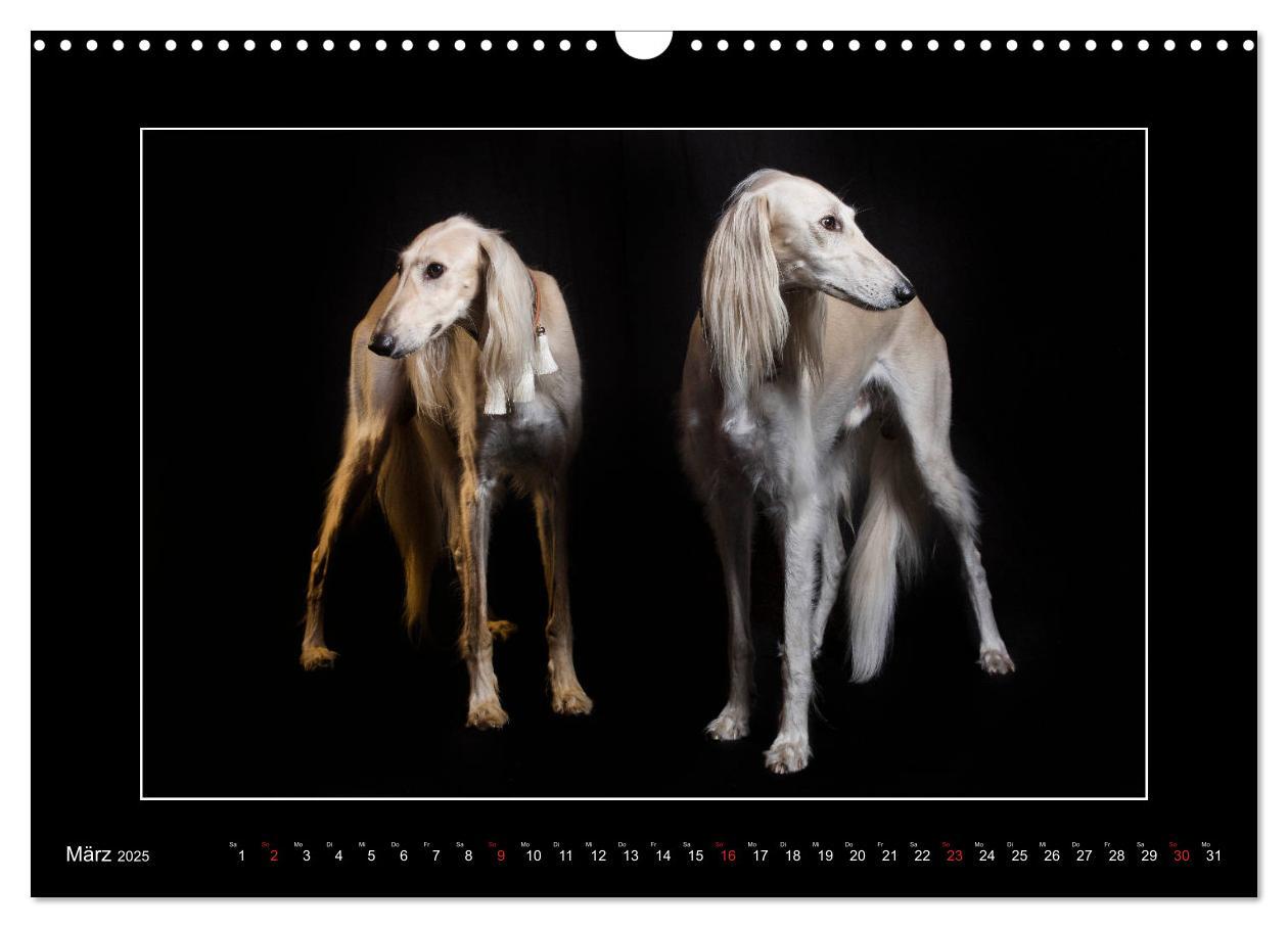 Bild: 9783435177226 | Windhunde - Schnelle Schönheiten (Wandkalender 2025 DIN A3 quer),...