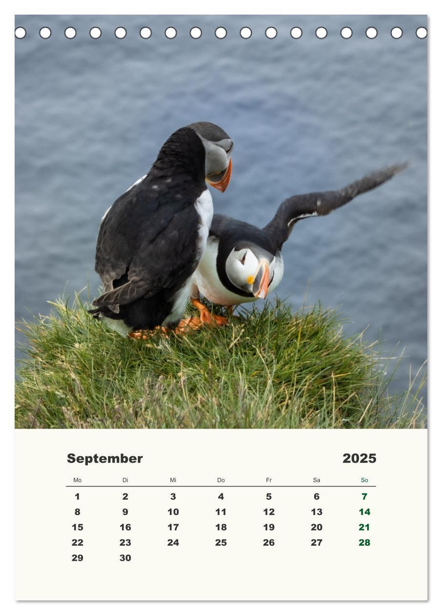 Bild: 9783435906314 | Papageientaucher in Island (Tischkalender 2025 DIN A5 hoch),...