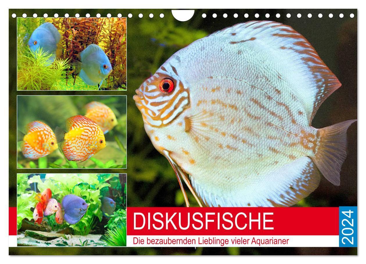 Cover: 9783383002717 | Diskusfische. Die bezaubernden Lieblinge vieler Aquarianer...