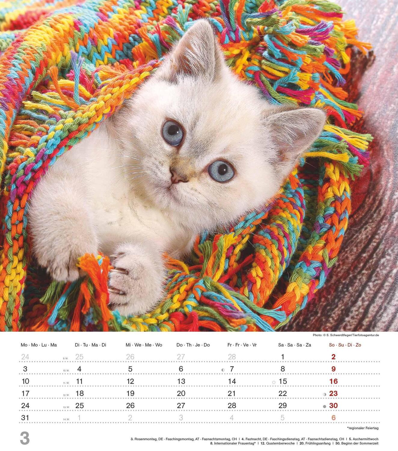 Bild: 4251732342159 | Niedliche Katzenkinder 2025 - Wand-Kalender - Tier-Kalender - 30x34