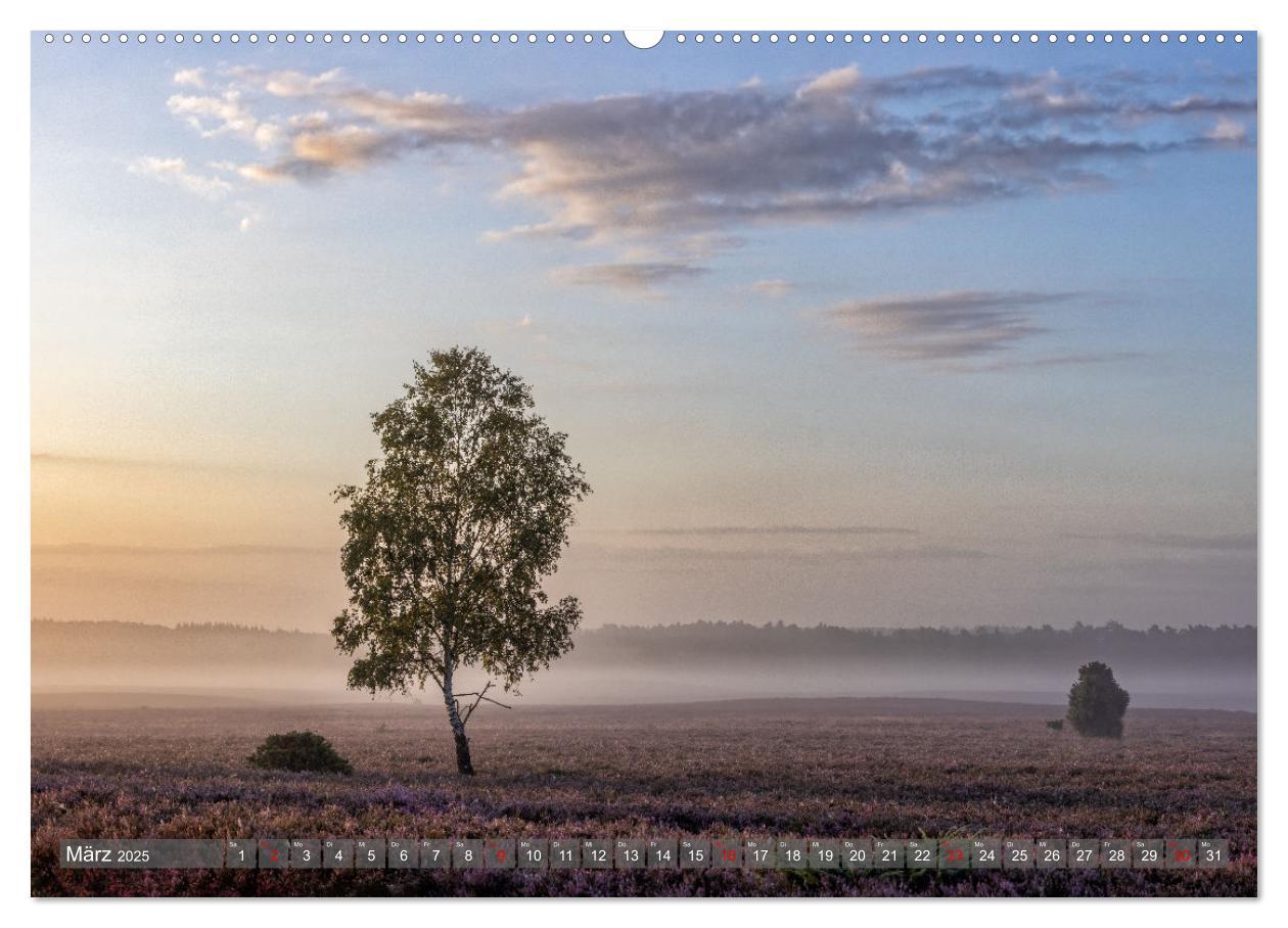 Bild: 9783383852541 | Die Lüneburger Heide - In voller Blüte (Wandkalender 2025 DIN A2...