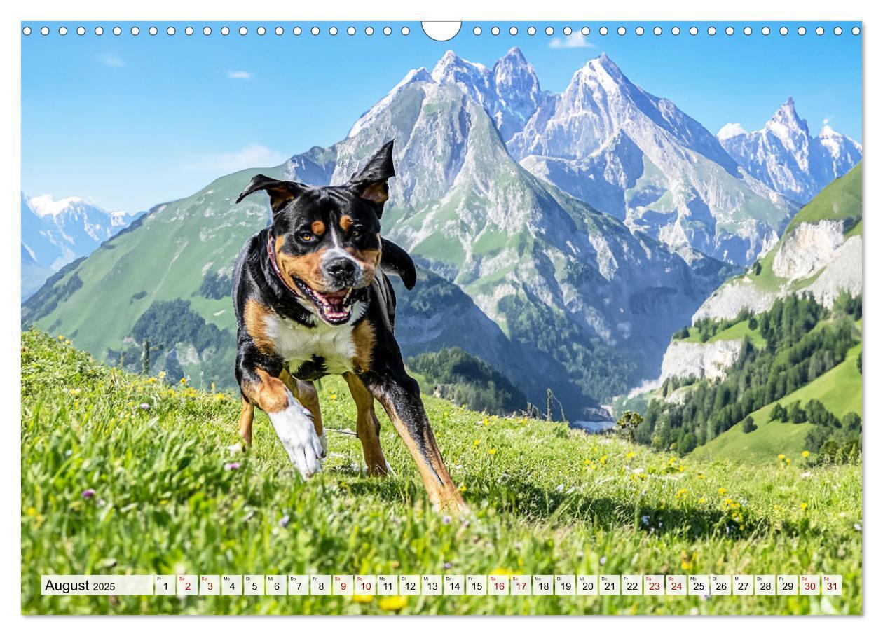 Bild: 9783457218013 | Große Schweizer - Gigantische Sennenhunde (Wandkalender 2025 DIN A3...