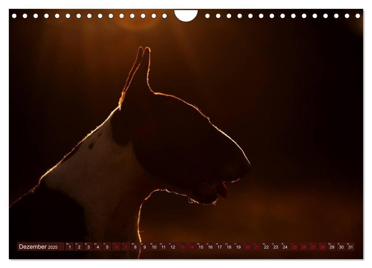 Bild: 9783435405763 | Bullterrier, Powerpakete auf 4 Pfoten (Wandkalender 2025 DIN A4...