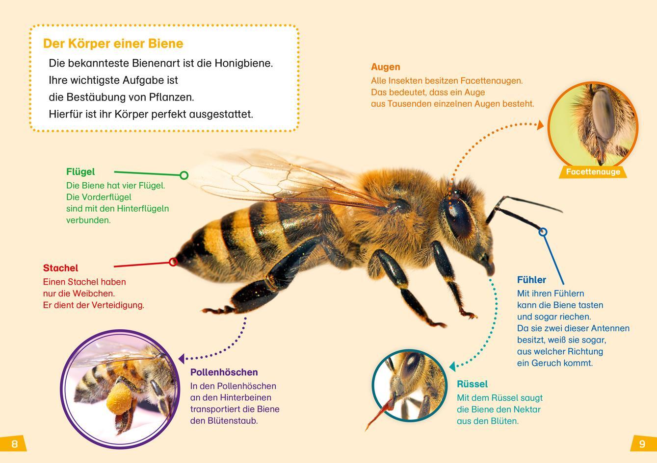 Bild: 9783788626433 | WAS IST WAS Erstes Lesen Band 5. Bienen | Christina Braun | Buch