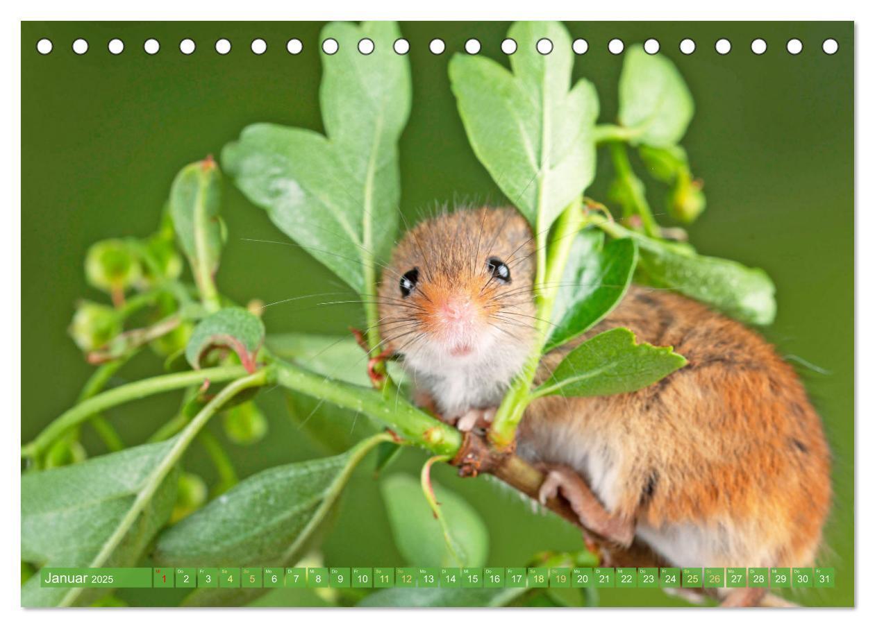 Bild: 9783457198001 | Zauberhafte Mäuse: Von wegen nur Grau (Tischkalender 2025 DIN A5...