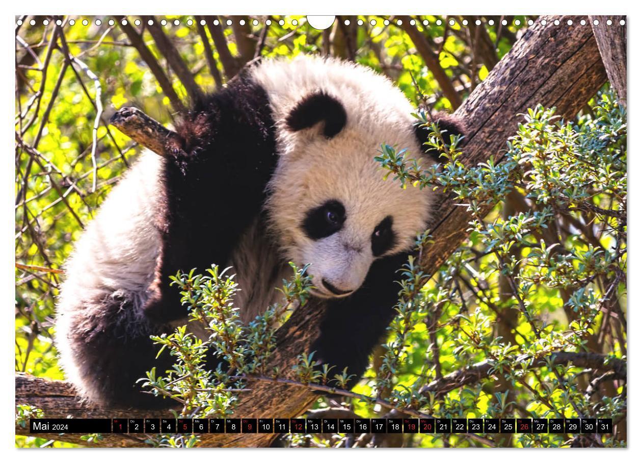 Bild: 9783675567658 | Pandabär Babys (Wandkalender 2024 DIN A3 quer), CALVENDO...