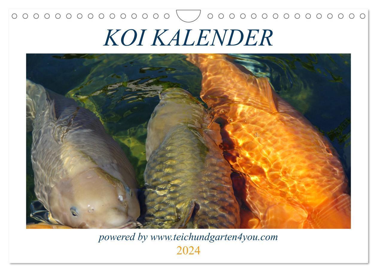 Cover: 9783675840638 | Koikichi Kalender 2024 (Wandkalender 2024 DIN A4 quer), CALVENDO...