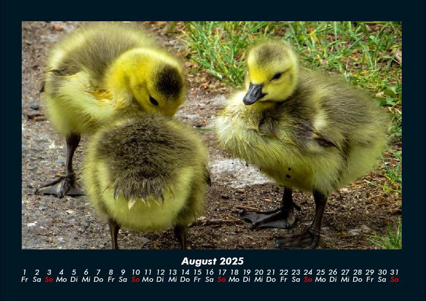 Bild: 9783755990550 | Enten 2025 Fotokalender DIN A4 | Tobias Becker | Kalender | Kalender