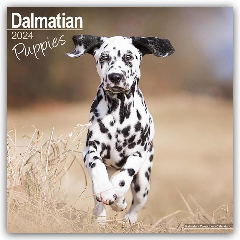 Cover: 9781804601105 | Dalmatian Puppies - Dalmatiner Welpen 2024 - 16-Monatskalender | Ltd.