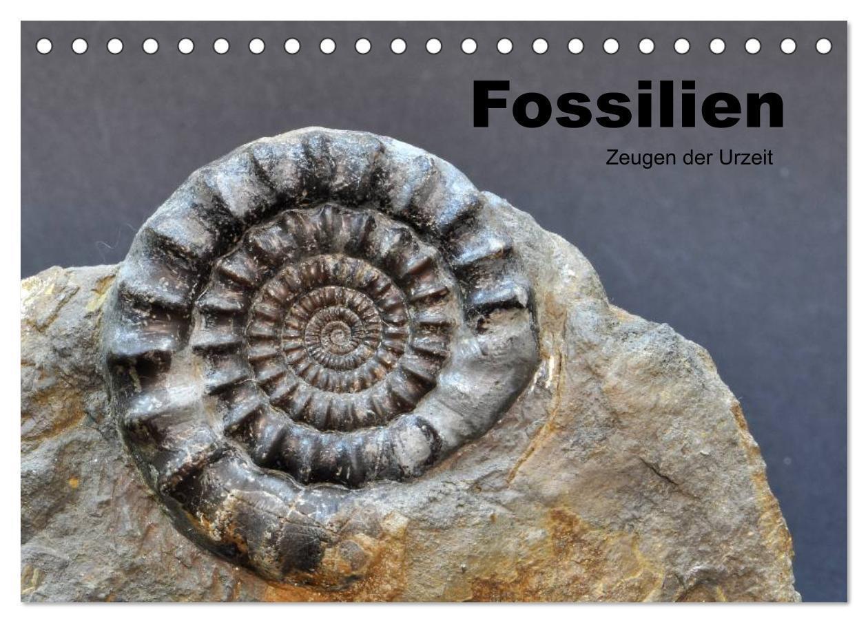 Cover: 9783383562464 | Fossilien - Zeugen der Urzeit (Tischkalender 2024 DIN A5 quer),...