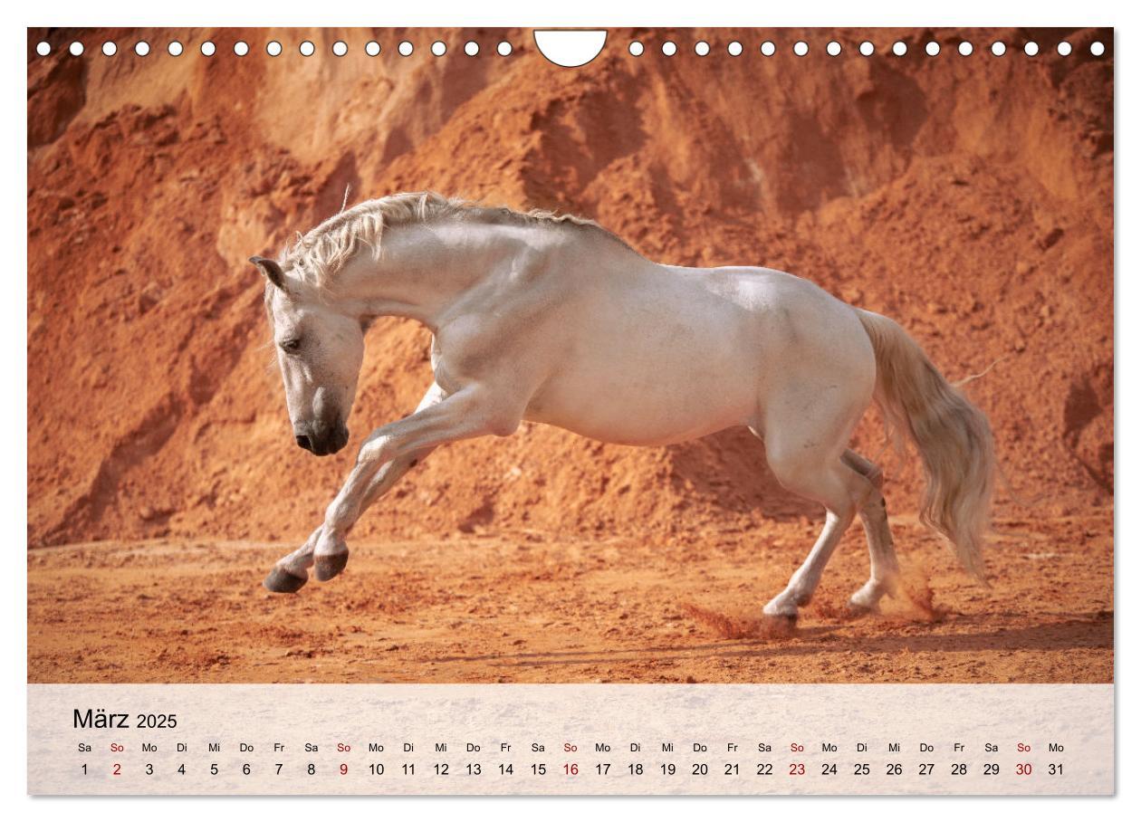 Bild: 9783435105045 | Pferde 2025 Kraft und Anmut (Wandkalender 2025 DIN A4 quer),...