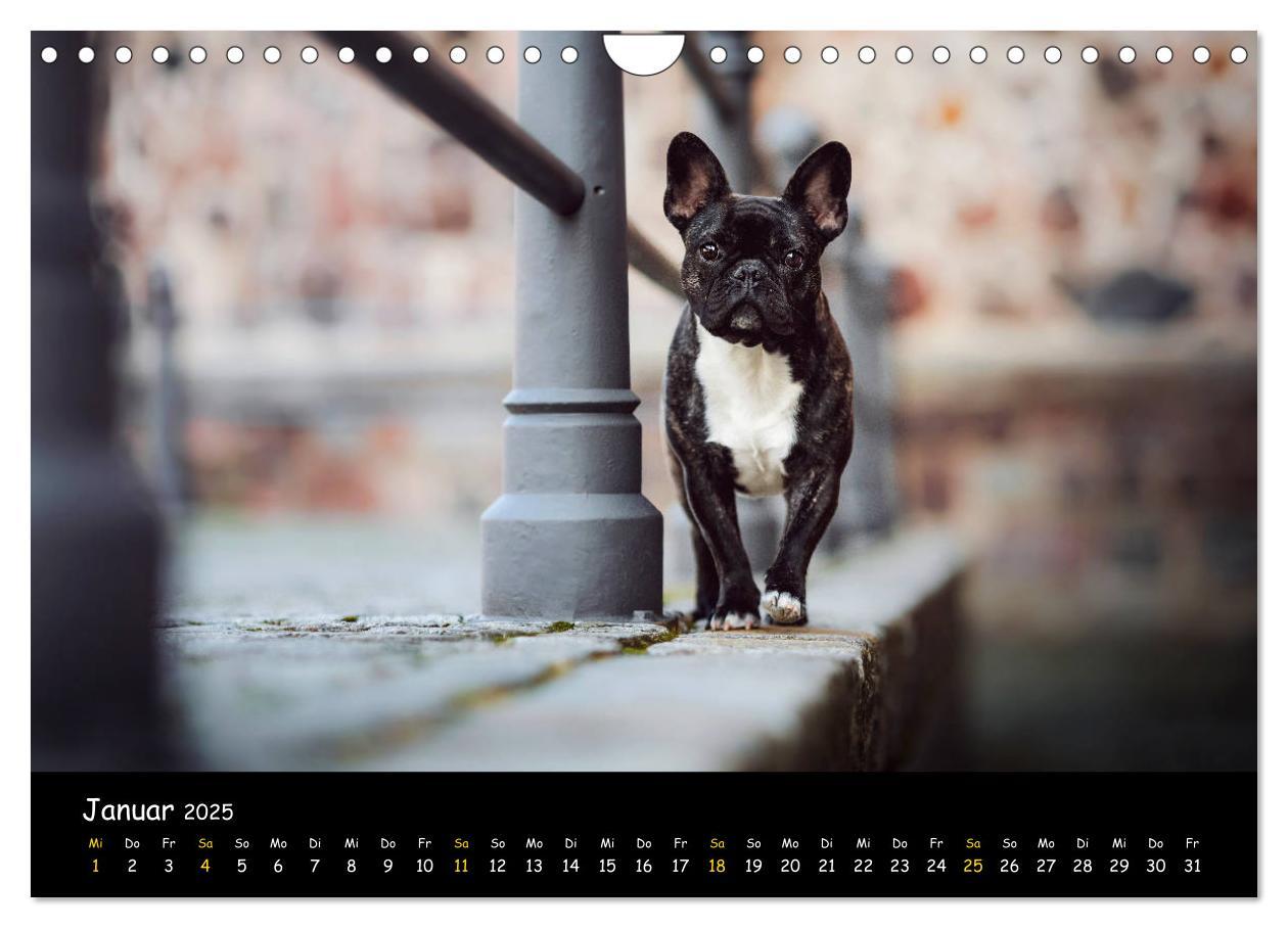 Bild: 9783435222506 | Französische Bulldogge - Clowns auf vier Pfoten (Wandkalender 2025...