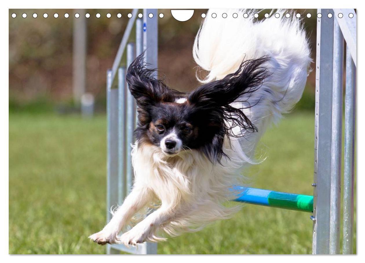 Bild: 9783435555918 | Agility - Sport und Spass (Wandkalender 2025 DIN A4 quer), CALVENDO...