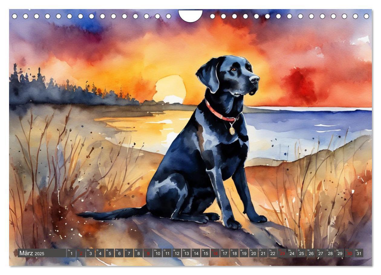 Bild: 9783383822575 | Voller Kraft und Energie - Labrador-Retriever (Wandkalender 2025...