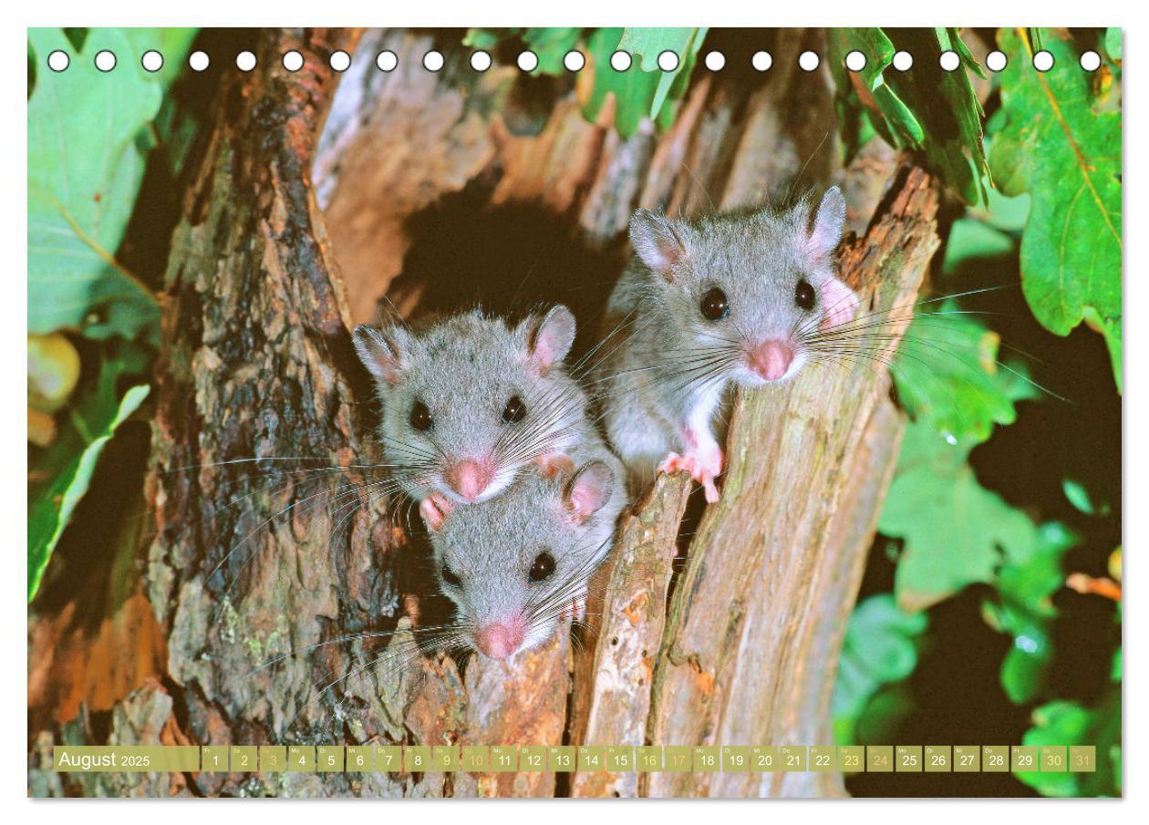 Bild: 9783457183793 | Wald-Kindergarten: Tierkinder im Wald (Tischkalender 2025 DIN A5...