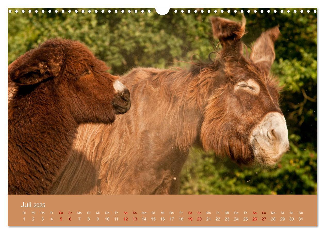 Bild: 9783435396542 | Baudet de Poitou - Seltene französische Langohren (Wandkalender...