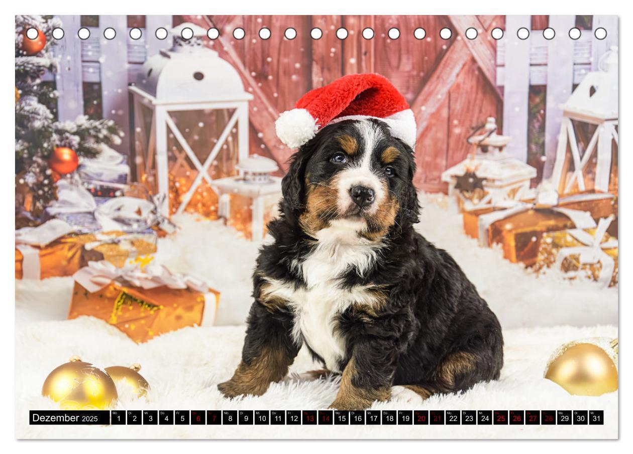 Bild: 9783457182666 | Berner Sennenhunde - Faszinierende Herzensbrecher (Tischkalender...