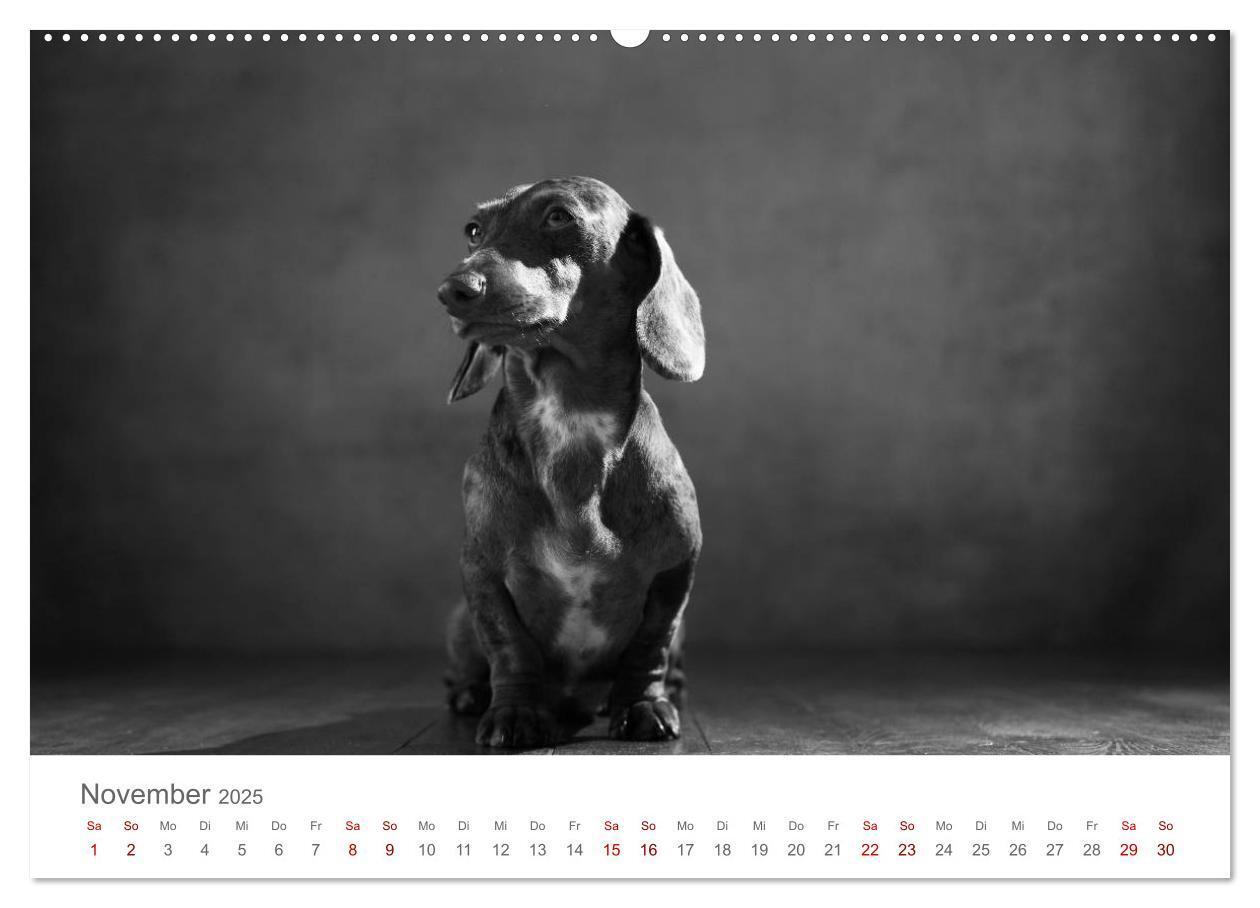 Bild: 9783435434213 | Hundeportraits Fine Art (Wandkalender 2025 DIN A2 quer), CALVENDO...