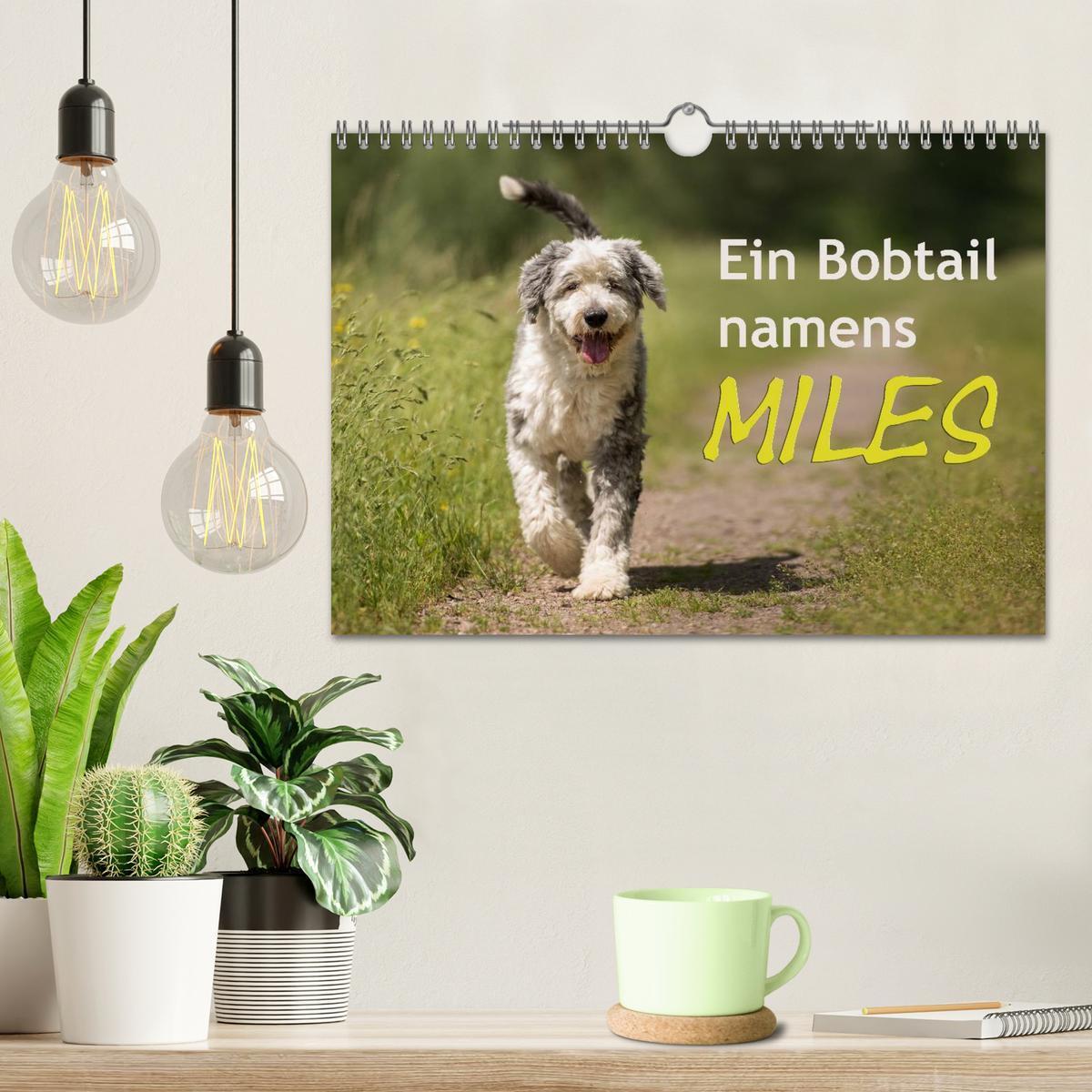 Bild: 9783435608393 | Ein Bobtail namens Miles (Wandkalender 2025 DIN A4 quer), CALVENDO...