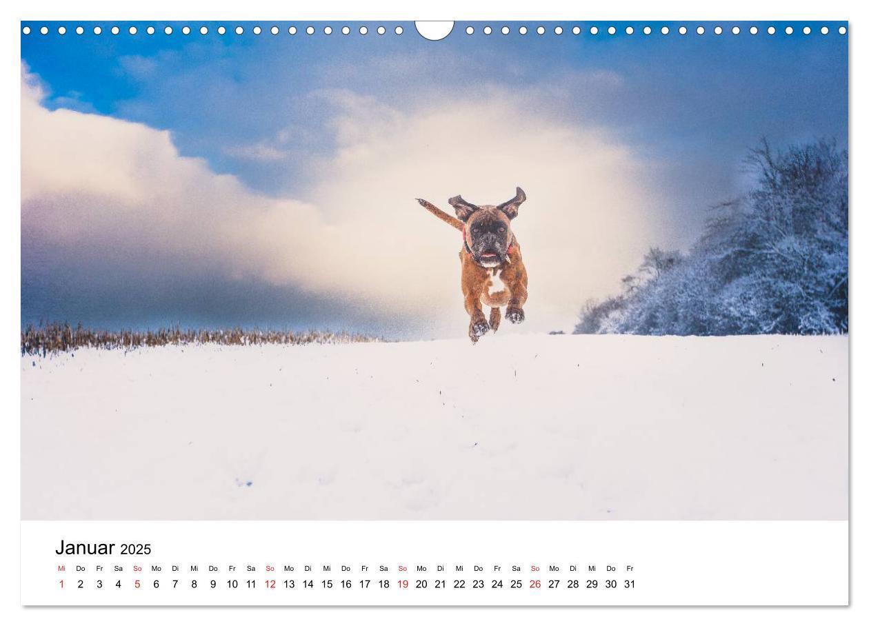 Bild: 9783435614196 | Deutscher Boxer (Wandkalender 2025 DIN A3 quer), CALVENDO...