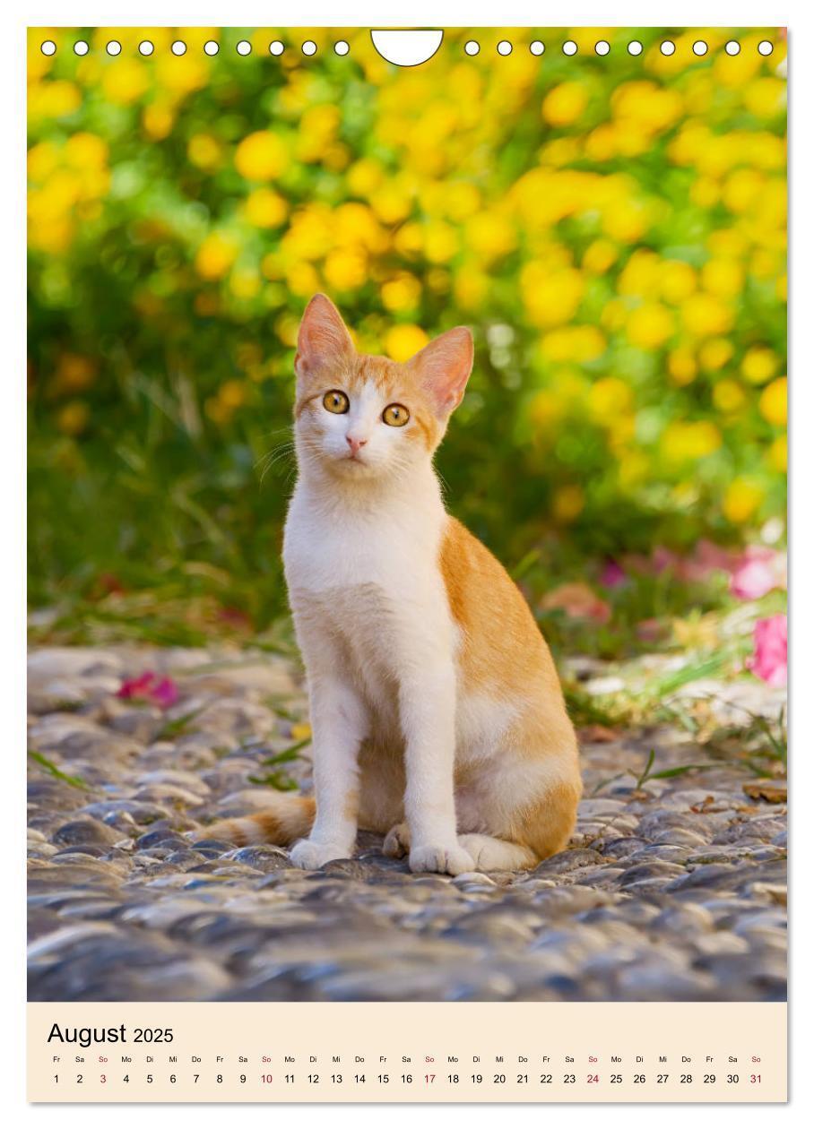 Bild: 9783435990030 | Katzen von Rhodos (Wandkalender 2025 DIN A4 hoch), CALVENDO...