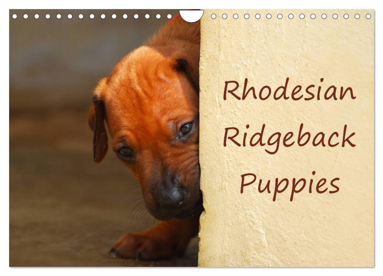 Cover: 9781325960699 | Rhodesian Ridgeback Puppies (Wall Calendar 2025 DIN A4 landscape),...