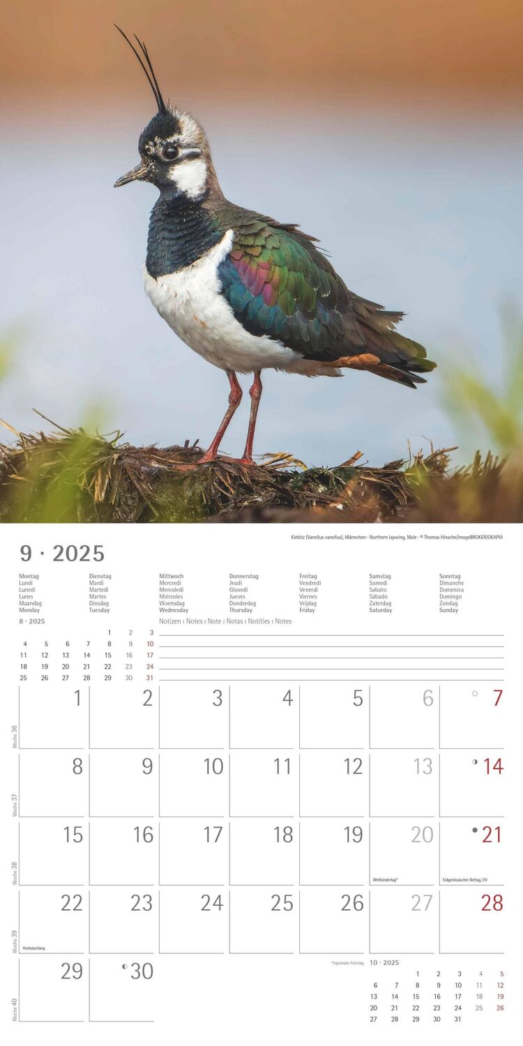 Bild: 4251732340728 | Vögel 2025 - Broschürenkalender 30x30 cm (30x60 geöffnet) -...