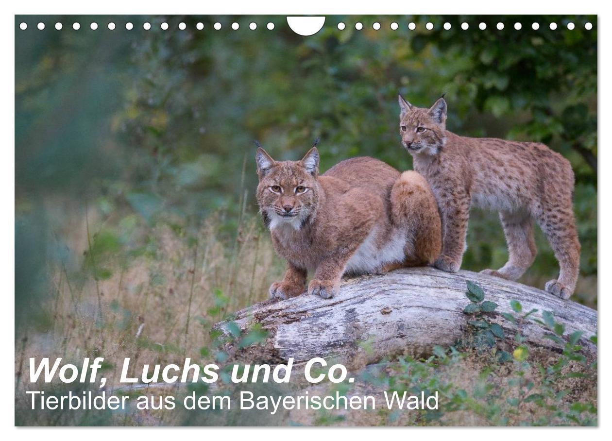 Cover: 9783675696594 | Wolf, Luchs und Co. - Tierbilder aus dem Bayerischen Wald...