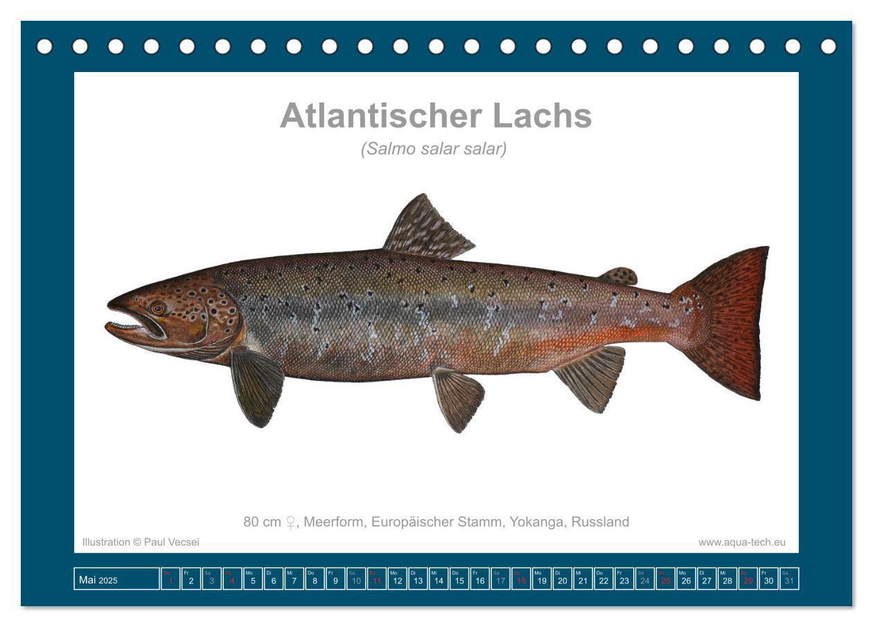 Bild: 9783383772559 | Fisch als Kunst 2025: Atlantische Lachse (Tischkalender 2025 DIN A5...