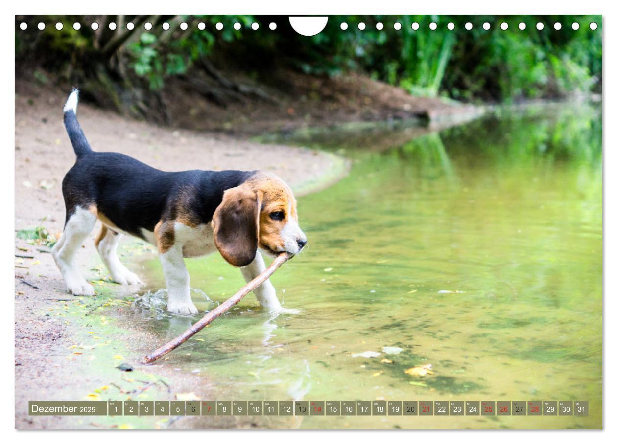 Bild: 9783435574896 | Beaglebabys auf Entdeckungstour (Wandkalender 2025 DIN A4 quer),...