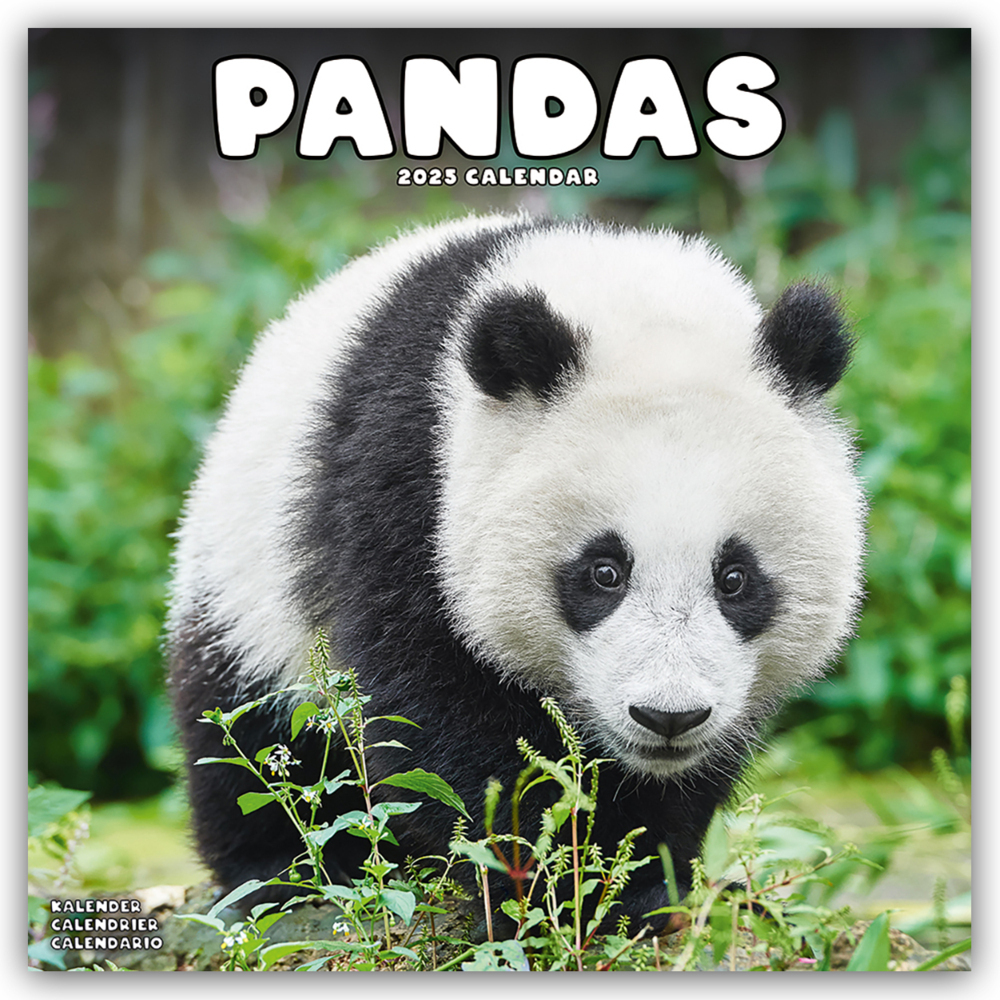 Cover: 9781804604434 | Pandas - Pandabären 2025 - 16-Monatskalender | Avonside Publishing Ltd