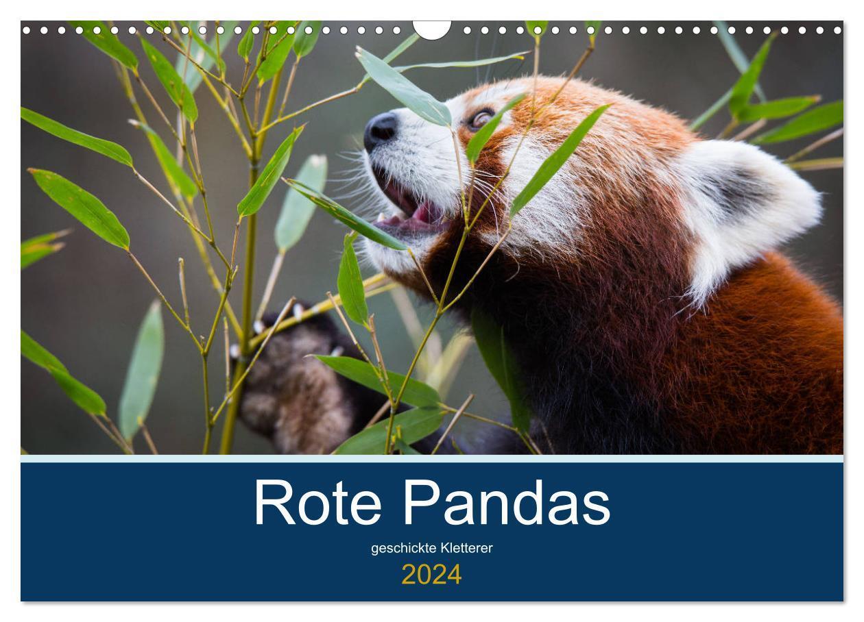 Cover: 9783675696662 | Rote Pandas - geschickte Kletterer (Wandkalender 2024 DIN A3 quer),...